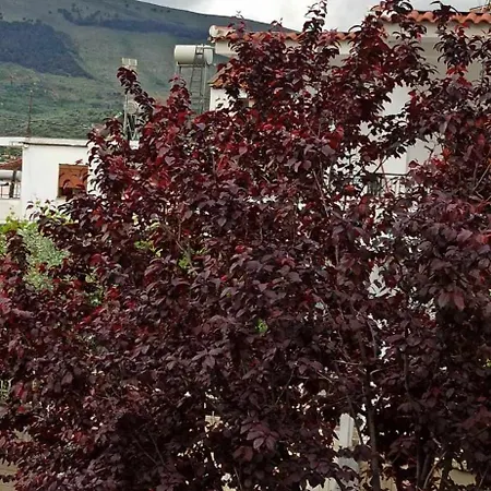 Altin